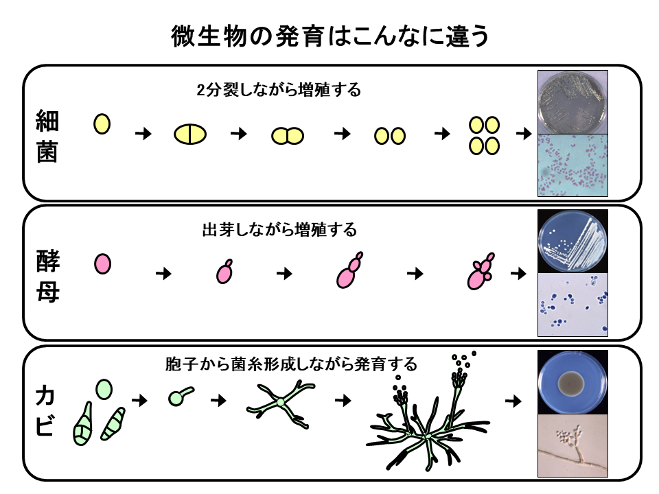 5.カビとは | 食品・環境検査分野 衛生管理関連サイト コスモ会 | 島津ダイアグノスティクス株式会社